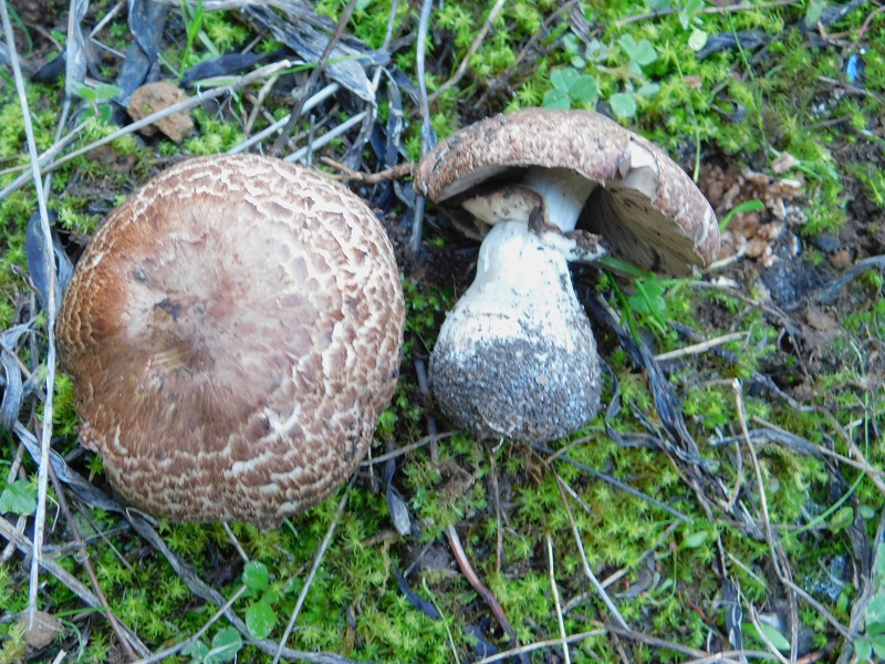 22 Fotogr il 18.12.2021 sotto Leccio ultimo ritrovamento